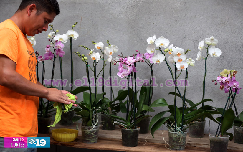 orquideas